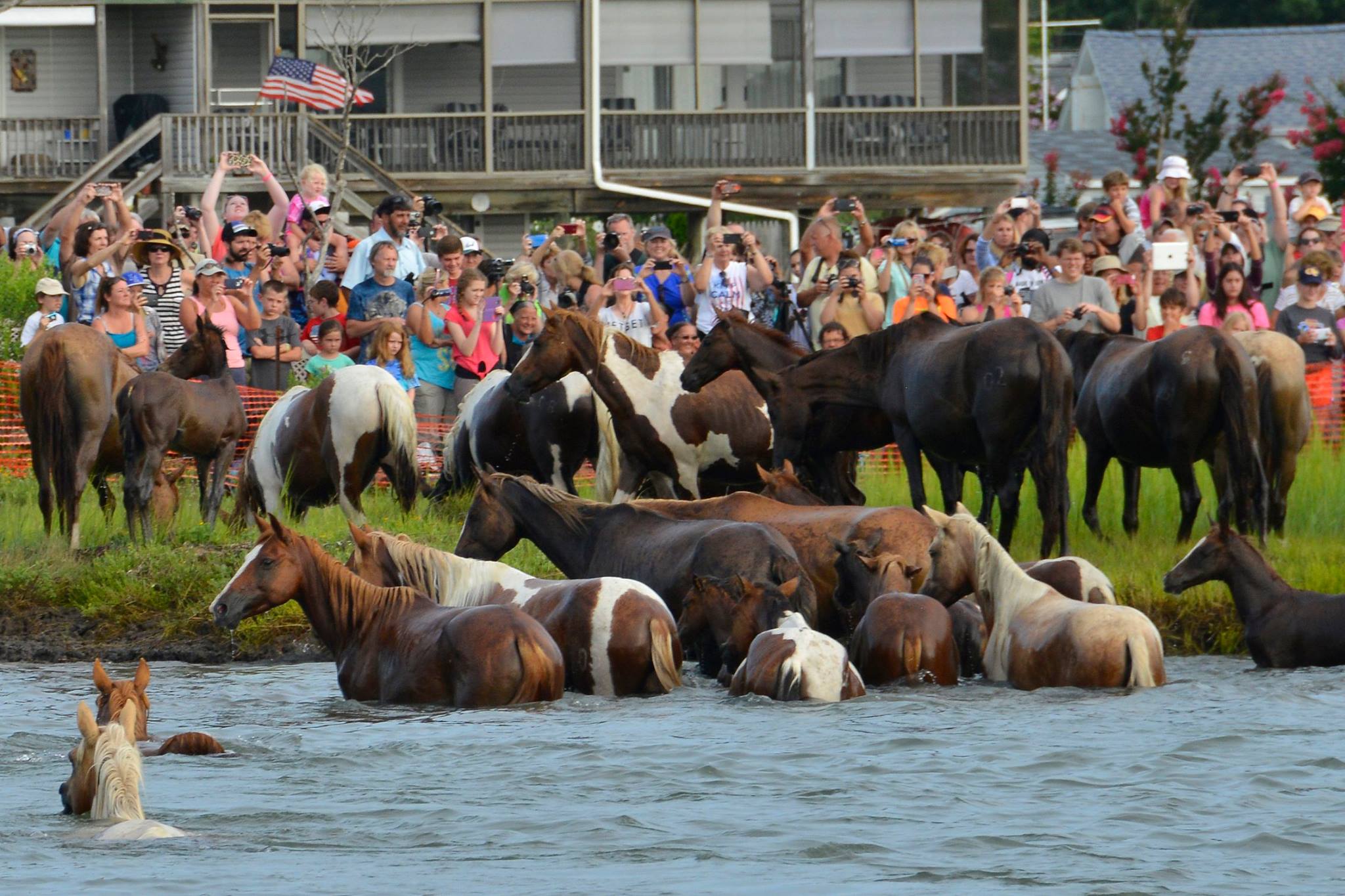 Chincoteague Island Pony Swim